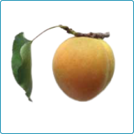 Apricots (Canned, Fresh Or Dried)
