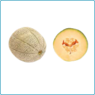 Cantaloupe