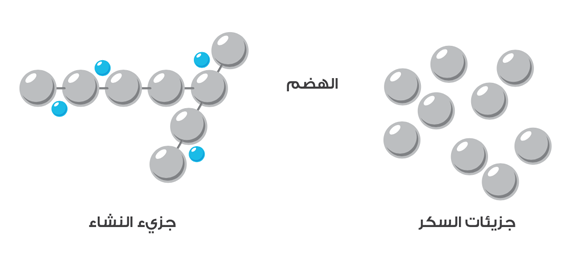 digestion of carbohydrates